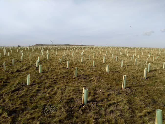 Green-tech protect 29,500 newly planted trees to restore land and enhance biodiversity at East Midlands quarry