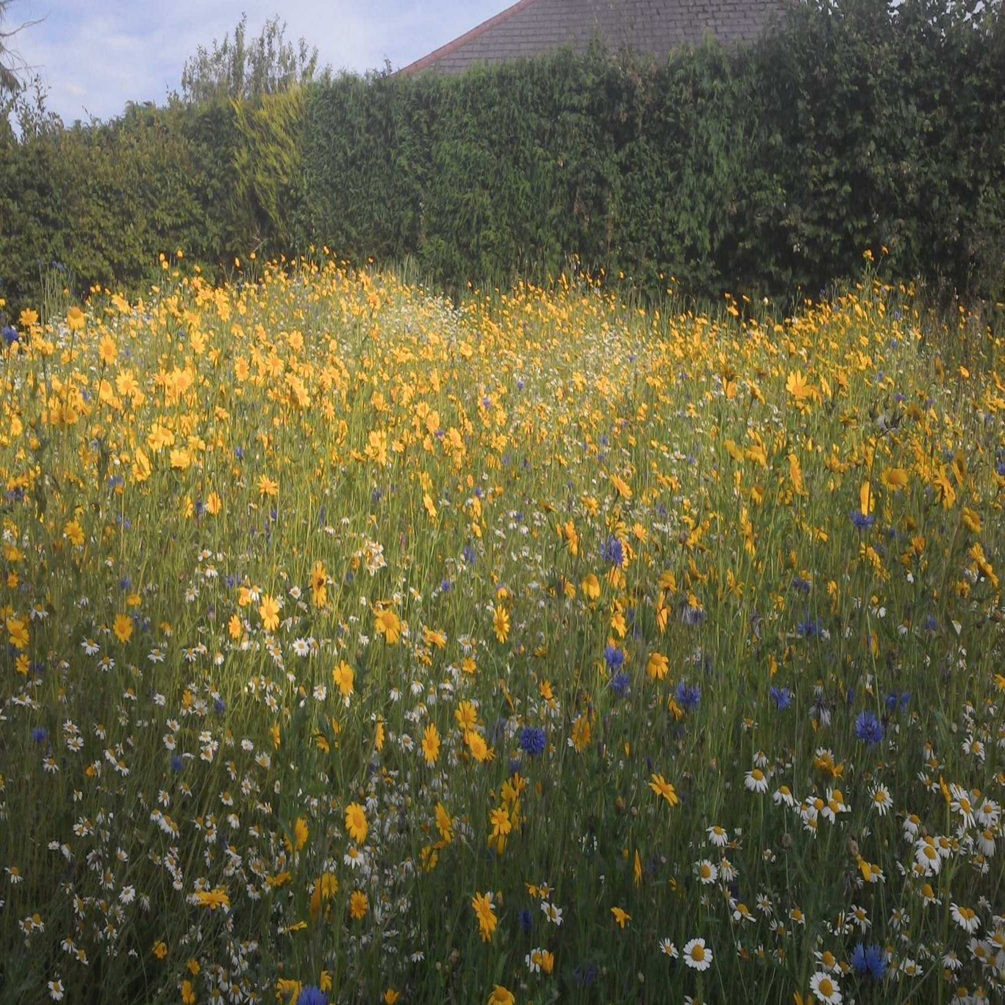 British Heritage Wild Flowers